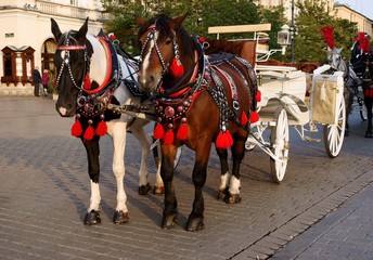 traditional cab and cab-horse in Krakow as attraction