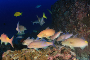 Pack of fish hunting: Tuna, Trevallies, Rainbow runners, Goatfish, Snappers