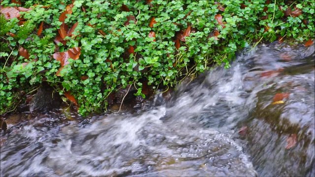 Bach mit Bewuchs am Ufer pl&auml;tschert vor sich hin