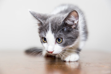 Kitten Closeup