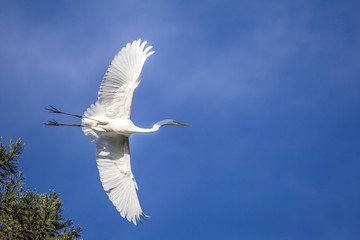 White egret flying across a clear blue sky; big bird, crane, wader