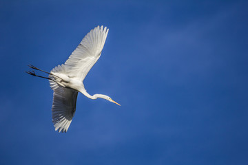 White egret flying across a clear blue sky; big bird, crane, wader