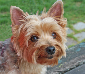 Ma petite chienne