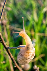 Snail crawling on a branch
