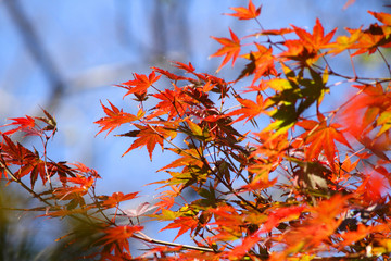 紅葉・秋