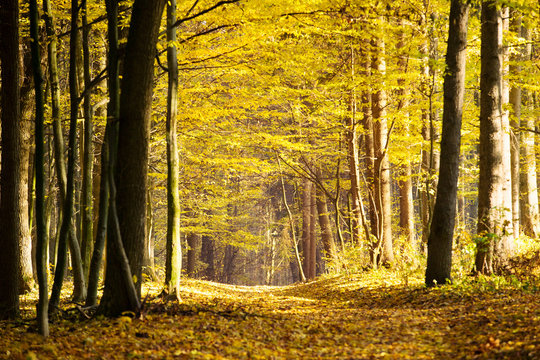 Fototapeta Pathway through the autumn forest