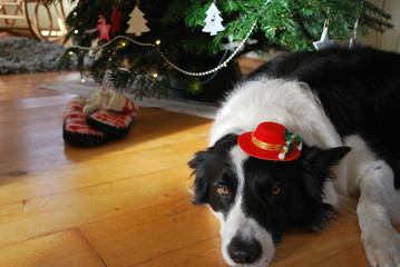 Dog in a hat under the Christmas tree - obrazy, fototapety, plakaty