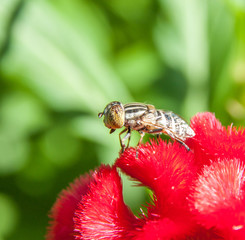 A fly on the flower
