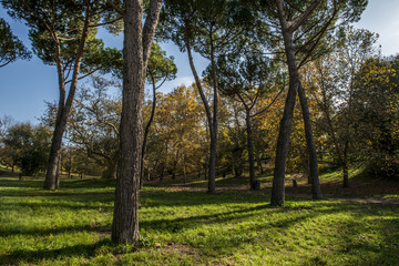 Fototapeta premium Parco Romano