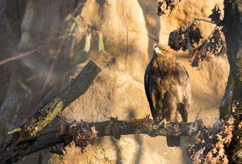 Birds of prey - Aquila pomarina - Lesser Spotted Eagle