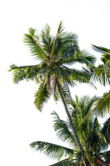 Fototapeta na wymiar Coconut tree isolated on white background