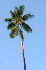 coconut trees in the blue sunny sky