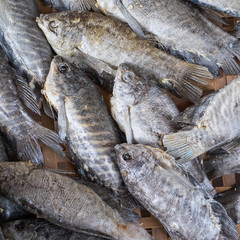 Dried Trichogaster pectoralis fish on threshing basket