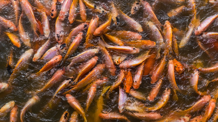 Feeding Nile tilapia in pond