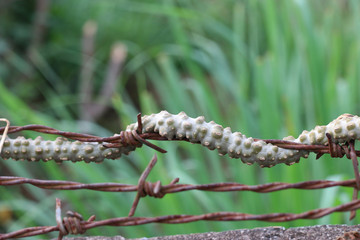 Fence barb rust and wormwood