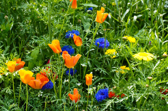 Sommerliches Wildblumenfeld
