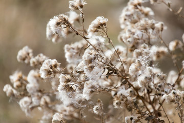 fuzz on the plant outdoors in autumn
