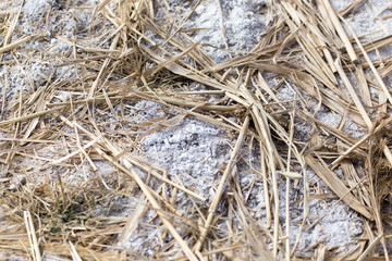 salt on the ground in nature