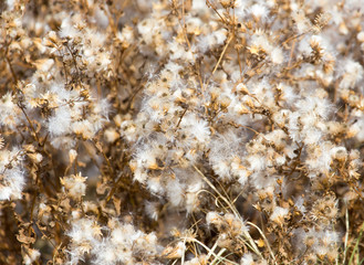 fuzz on the plant outdoors in autumn