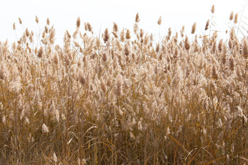 Yellow reeds in nature in autumn