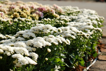 white chrysanthemums flower