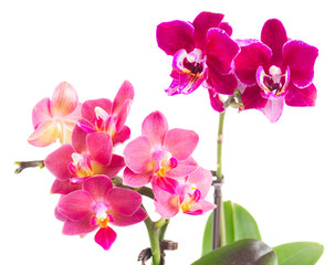 Fototapeta na wymiar Fresh pink orchid in pot