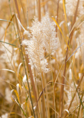 Yellow reeds in nature in autumn