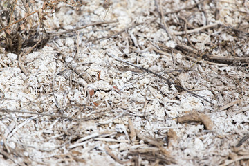 salt on the ground in nature