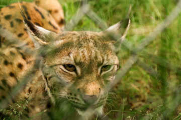 Lynx behind the fence