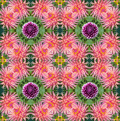 floral pattern of pink dahlia