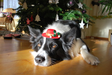 Cute border collie in a hat as a gift for Christmas