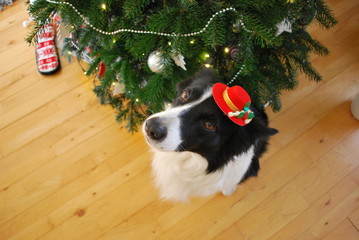 Cute white and black dog under the Christmas tree - obrazy, fototapety, plakaty