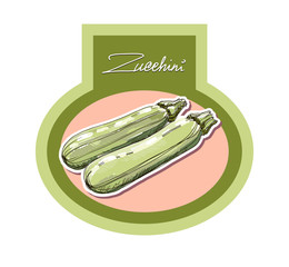 Vector hand drawing realistic juicy  zucchini - obrazy, fototapety, plakaty