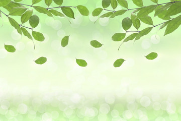 Leaves falling/Leaves falling on green background.