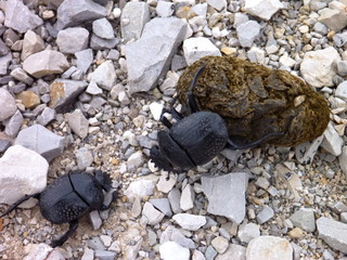 two dung beetles pushing their ball