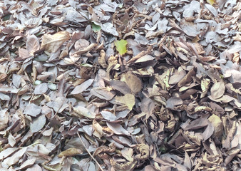 Pile of dry leaves/Pile of dry leaves, fallen on the ground.