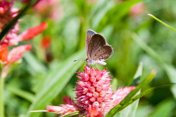 Close up a butterfly