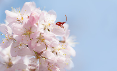 Fototapeta premium A branch of cherry blossoms against the blue sky