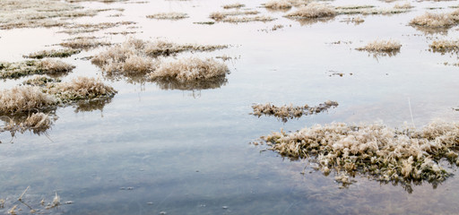 algae in the lake in the autumn as a background