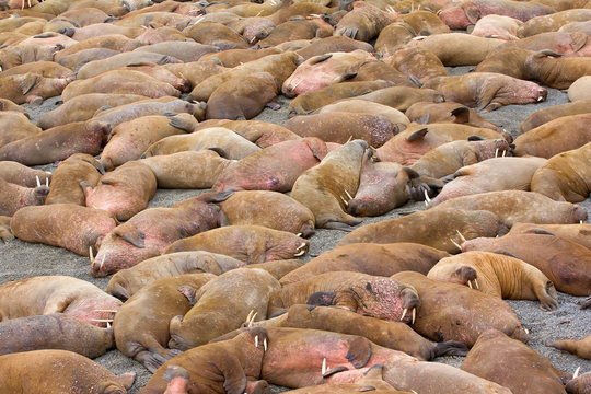 Incredible picture - sleeping on sand big bodies