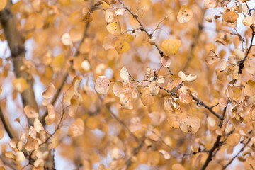 Yellow leaves on autumn trees as a background