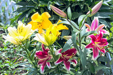 Bright lilies on a flower bed