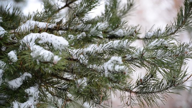The branches of pine in  snow in at park
