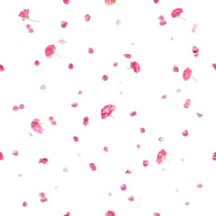 repeating pink roses and petals, studio photographed and isolated on absolute white
