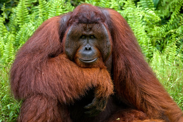 Dominant male orangutan sitting on the ground. Indonesia. The island of Kalimantan (Borneo). An...
