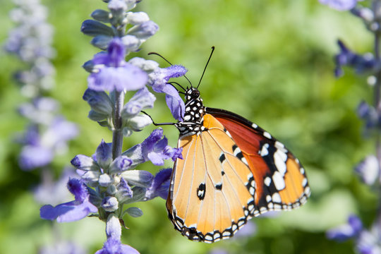 Close up a butterfly