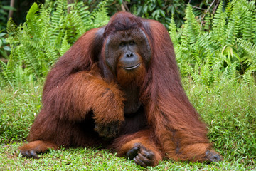 Dominant male orangutan sitting on the ground. Indonesia. The island of Kalimantan (Borneo). An excellent illustration. © gudkovandrey
