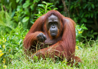 Оrangutan sitting on the ground. Indonesia. The island of Kalimantan (Borneo). An excellent illustration.