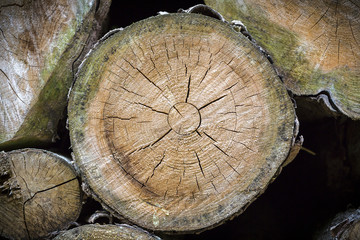 close up of a tree pit