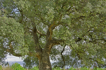 Big oak